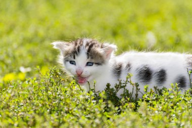 Renkli kitten yeşil çim gider