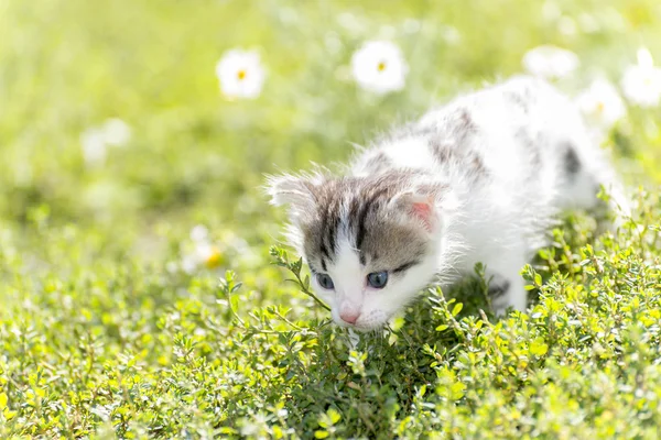 Kitty está no campo de fundo de margaridas — Fotografia de Stock