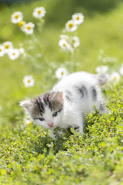 Кітті є на тлі полі ромашки — стокове фото