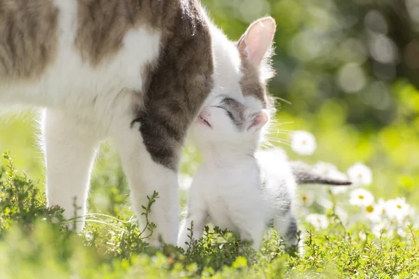 Die Katze spielt mit einem Kätzchen im grünen Gras — Stockfoto