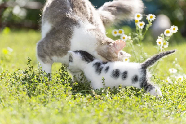 Die Katze spielt mit einem Kätzchen im grünen Gras — Stockfoto