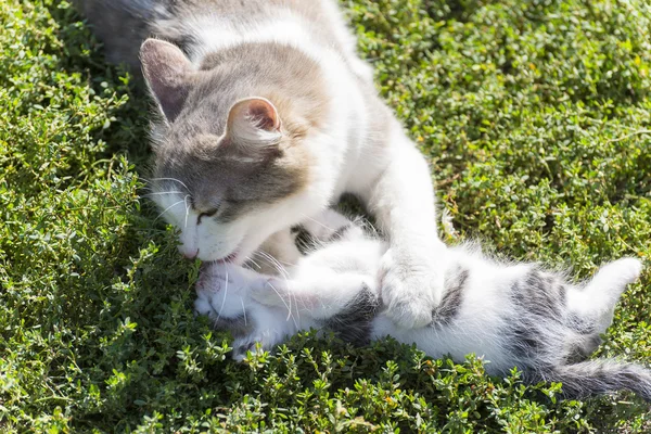 Pisica se joacă cu un pisoi pe iarbă verde — Fotografie, imagine de stoc