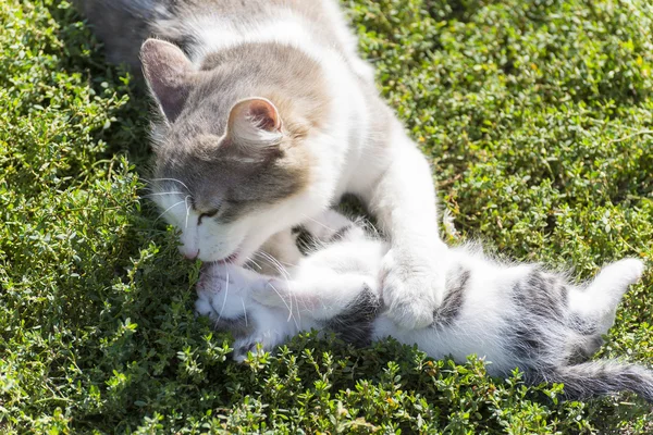 O gato está brincando com um gatinho na grama verde — Fotografia de Stock