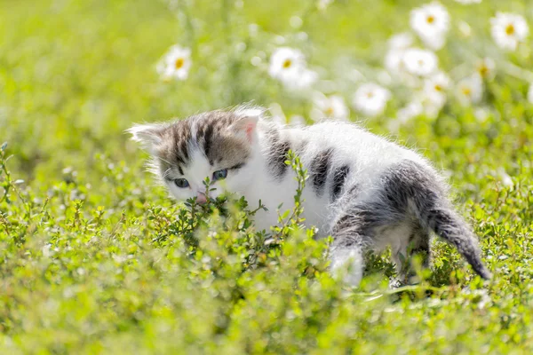 Kitty está en el campo de fondo de las margaritas — Foto de Stock