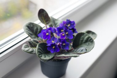 Pencere üzerinde bir tencerede güzel violet