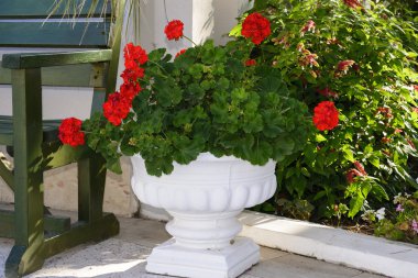 Kırmızı sardunyalar tencere Garden