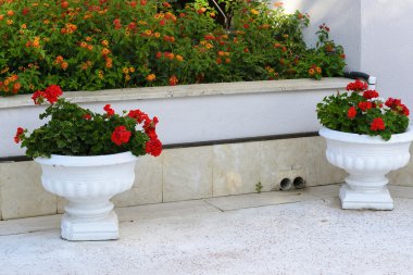 Kırmızı sardunyalar tencere Garden