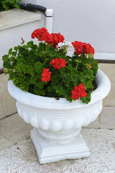 Red Geraniums in pots at  garden