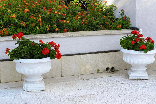 Kırmızı sardunyalar tencere Garden