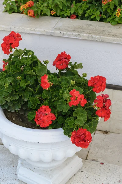 Geranios rojos en macetas en el jardín — Foto de Stock