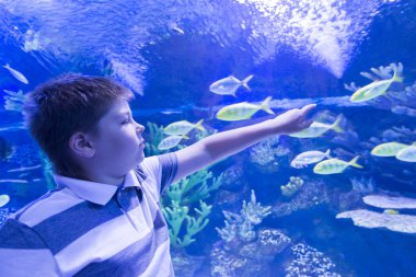 Oceanarium çocukta balık dikkate alır.