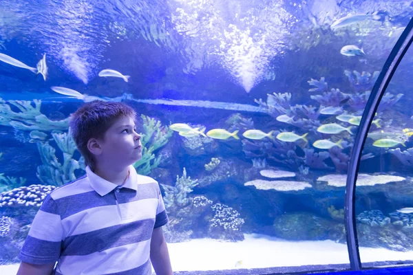 The boy in Oceanarium considers fish — Stock Photo, Image