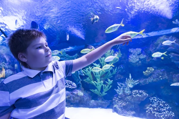 The boy in Oceanarium considers fish — Stock Photo, Image