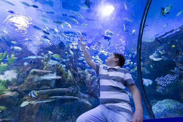 The boy in  Oceanarium considers fish — Stock Photo, Image