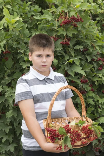Chłopiec zbiera jagody Kalina w ogrodzie — Zdjęcie stockowe