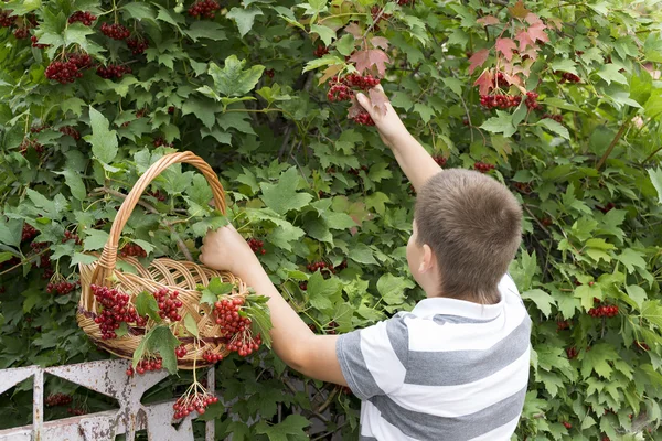 Boy collects berries of viburnum in the garden — Stock Photo, Image