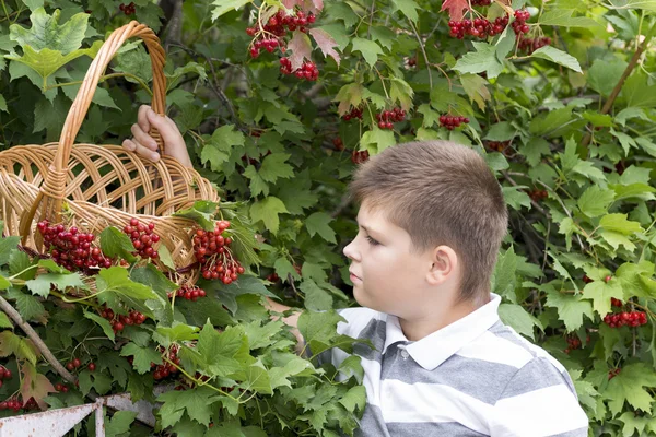 Boy collects berries of viburnum in the garden — Stock Photo, Image