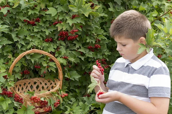 Niño recoge bayas de viburnum en el jardín — Foto de Stock