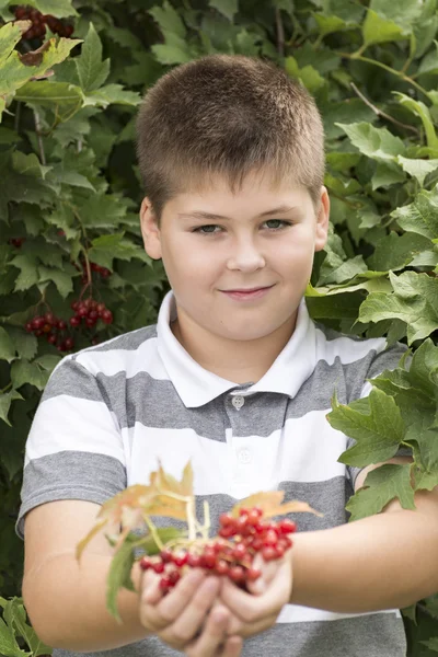 Мальчик собирает ягоды вибурнума в саду — стоковое фото