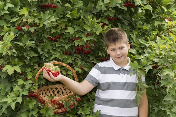 Jongen verzamelt bessen van planten van viburnum in de tuin — Stockfoto