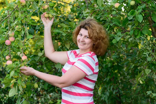 Donna di mezza età in un giardino sugli alberi di mele — Foto Stock