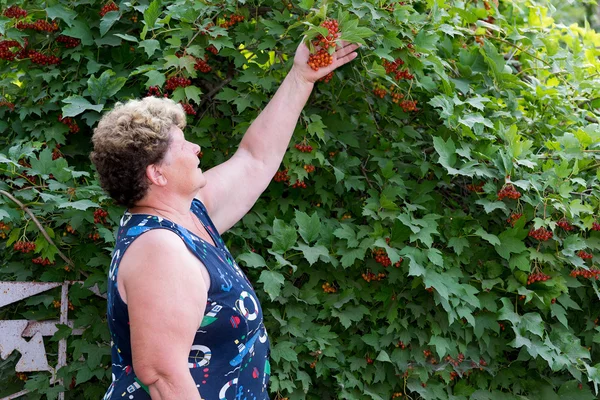 Anciana en un jardín cerca de Viburnum — Foto de Stock