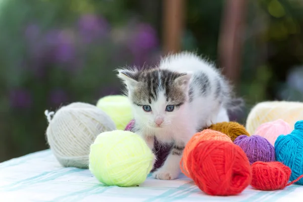 White kitten plays balls of yarn — Stock Photo, Image