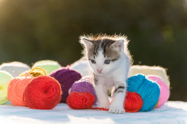 White kitten plays balls of yarn — Stock Photo, Image