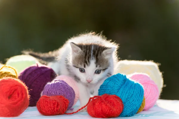 Bianco gattino gioca palle di filato — Foto Stock