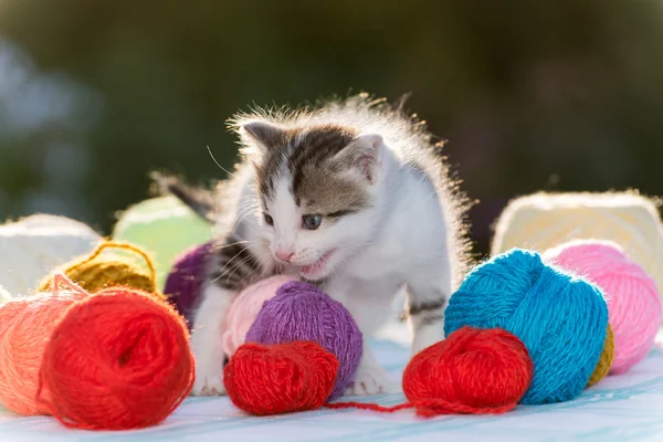 White kitten plays balls of yarn — Stock Photo, Image