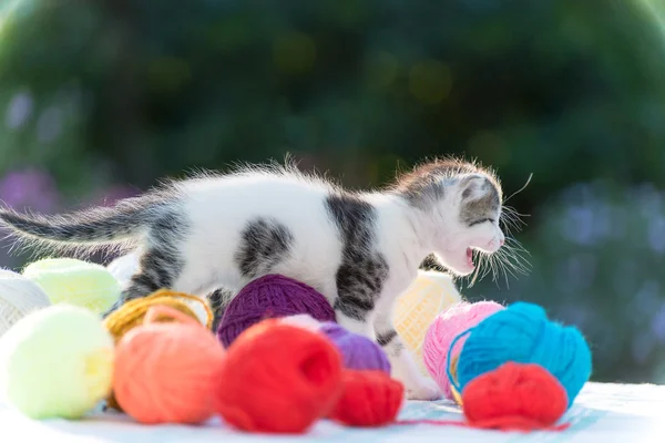 White kitten plays balls of yarn — Stock Photo, Image