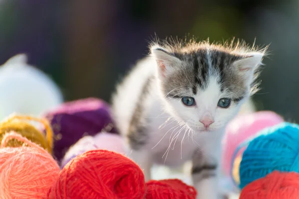 Bianco gattino gioca palle di filato — Foto Stock