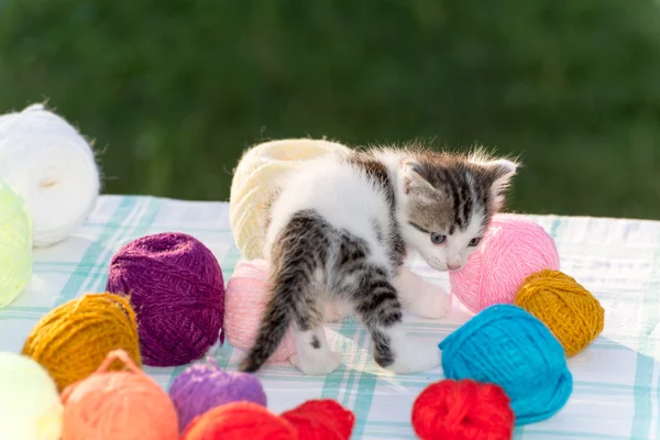 White kitten plays balls of yarn — Stock Photo, Image