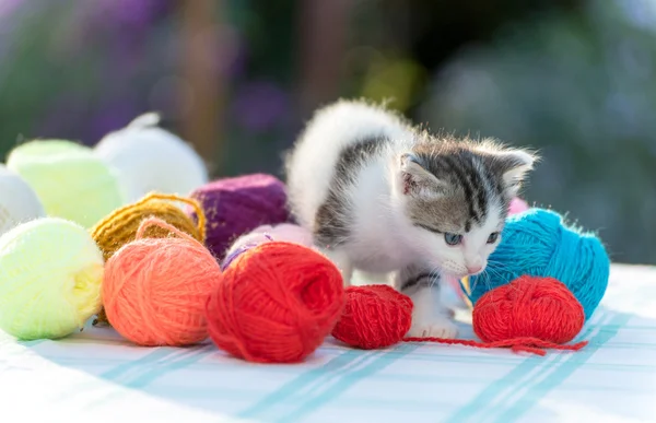 Bianco gattino gioca palle di filato — Foto Stock