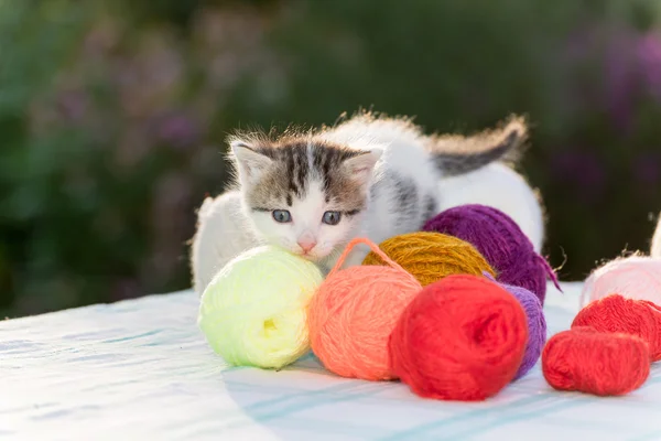 Bianco gattino gioca palle di filato — Foto Stock