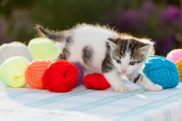 Bianco gattino gioca palle di filato — Foto Stock