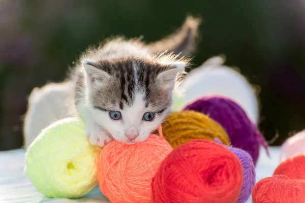 White kitten plays balls of yarn