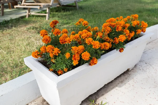 Cama de flores com flores de calêndula laranja no jardim — Fotografia de Stock