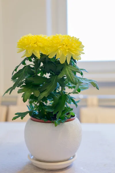 Bellissimo crisantemo in vaso sul tavolo da pranzo — Foto Stock