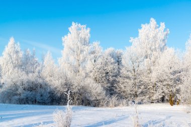 güneşli güzel kış orman