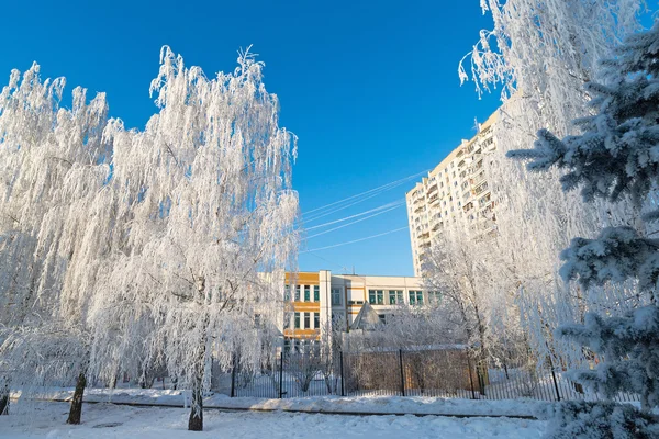Заснеженные деревья в Москве, Россия — стоковое фото