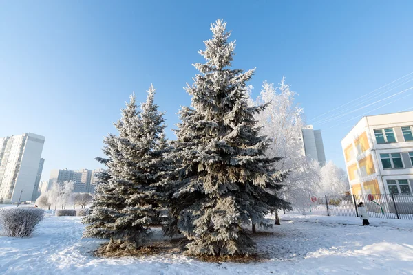 Besneeuwde bomen in de stad van Moskou, Rusland — Stockfoto