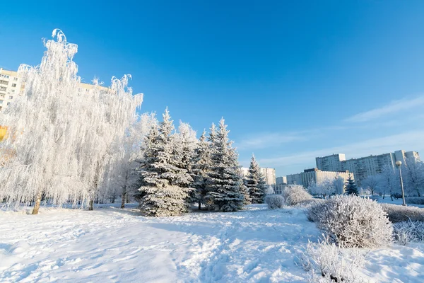 Snötäckta träd i staden Moskva — Stockfoto