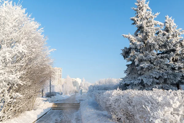 白雪覆盖的树木，在莫斯科，俄罗斯城市 — 图库照片