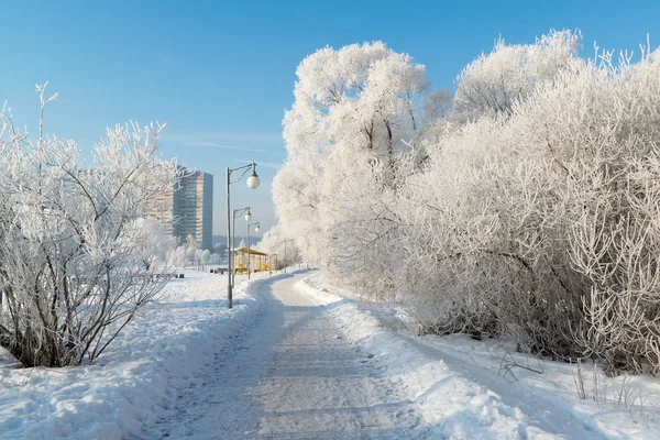 白雪覆盖的树木，在莫斯科，俄罗斯城市 — 图库照片