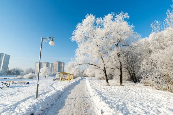 白雪覆盖的树木，在莫斯科，俄罗斯城市 — 图库照片