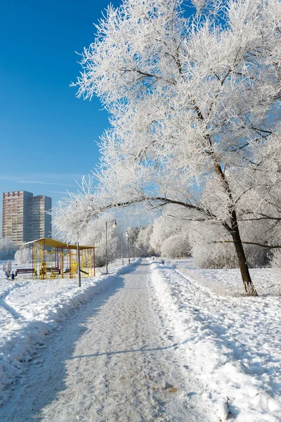 Snötäckta träd i staden Moskva — Stockfoto