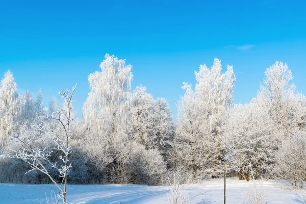 Bela floresta de inverno no dia ensolarado — Fotografia de Stock