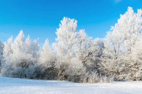 Bella foresta invernale nella giornata di sole — Foto Stock