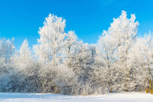 Прекрасный зимний лес в солнечный день — стоковое фото